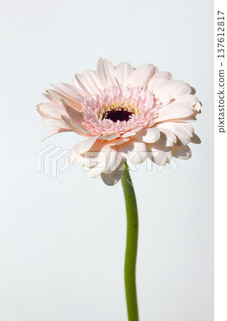 White background and pink Gerbera White background and pink Gerbera 137612817