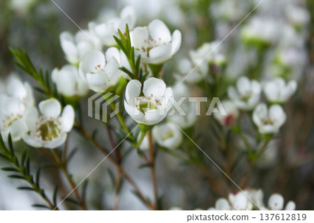 Wax flower with white background and white flowers Wax flower with white background and white flowers 137612819