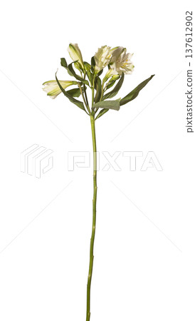 Alstroemeria aurea cream bloom vertical stem isolated background. Single Peruvian lily minimal composition. Spring floral botanical concept.. 137612902