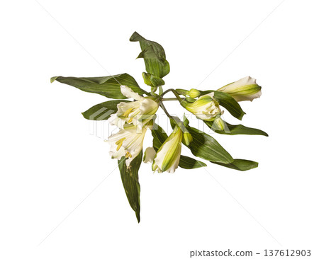 Alstroemeria aurea cream cluster top view isolated background. Peruvian lily bouquet minimal horizontal composition. Spring floral botanical concept.. 137612903