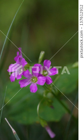 Purple Oxalis wallpaper 137612912