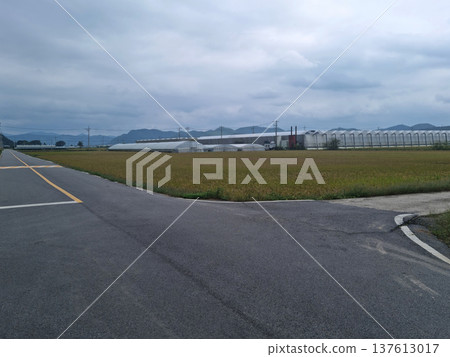 It is a rural landscape with golden fields and roads. It is a rural landscape with golden fields and roads. 137613017