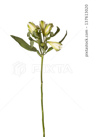Alstroemeria aurea slender stem bloom isolated background. Single Peruvian lily minimal studio layout. Spring floral botanical concept.. Alstroemeria aurea slender stem bloom isolated background. Single Peruvian lily minimal studio layout. Spring floral botanical concept.. 137613020