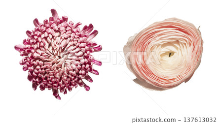 Bottom view, chrysanthemum, ranunculus isolated background. Low angle composition, chrysanthemum morifolium, ranunculus asiaticus blossoms aligned minimal layout. Floral detail, botanical 137613032
