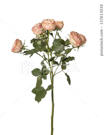 Bush rose rosa multiflora cluster upright isolated background. Peach spray roses minimal studio layout. Spring botanical floral detail concept.. 137613038