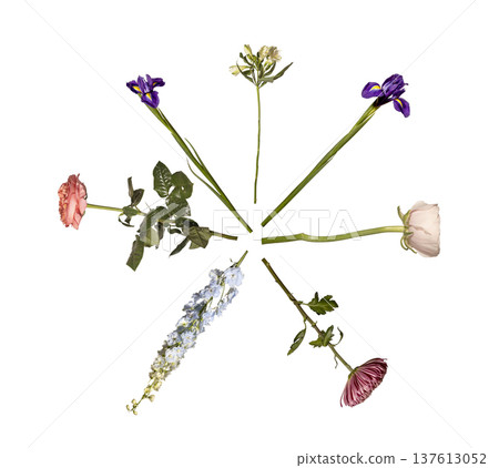 Circular arrangement, rose, alstroemeria, ranunculus, chrysanthemum, delphinium isolated background. Radial composition, botanical flowers forming round minimal layout. Floral collection, 137613052