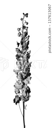 Delphinium elatum monochrome inflorescence isolated background. Vertical black white larkspur minimal composition. Botanical floral artistic concept.. Delphinium elatum monochrome inflorescence isolated background. Vertical black white larkspur minimal composition. Botanical floral artistic concept.. 137613067