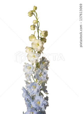 Delphinium elatum tall inflorescence isolated background. Vertical larkspur stem pastel blue yellow flowers minimal composition. Spring floral botanical concept.. Delphinium elatum tall inflorescence isolated background. Vertical larkspur stem pastel blue yellow flowers minimal composition. Spring floral botanical concept.. 137613069