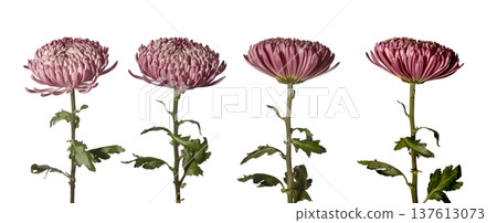 Garden chrysanthemum lush blooms different angles isolated background. Multiple views, chrysanthemum morifolium arranged minimal composition. Floral collection, spring decorative botanical 137613073