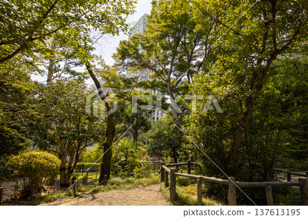 Nogi Park, August, Trees and Buildings 137613195