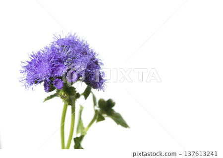 It is a white background and a purple ageratum. 137613241