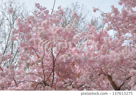 Cherry blossoms blooming in Parc Monceau in Paris (photographed on March 7, 2026) Cherry blossoms blooming in Parc Monceau in Paris (photographed on March 7, 2026) 137613275