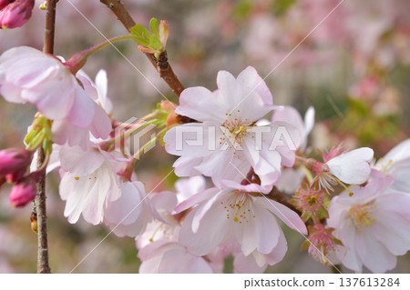 Cherry blossoms blooming in Parc Monceau in Paris (photographed on March 7, 2026) Cherry blossoms blooming in Parc Monceau in Paris (photographed on March 7, 2026) 137613284