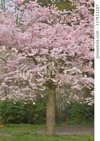 巴黎蒙索公園的櫻花盛開(攝於2026年3月7日) 巴黎蒙索公園的櫻花盛開(攝於2026年3月7日) 137613287