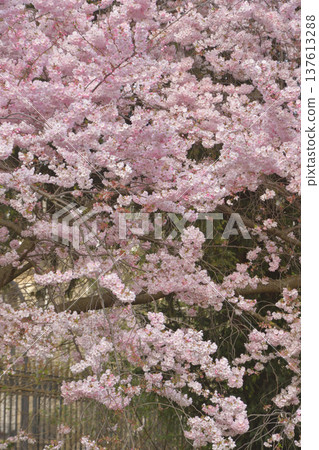 Cherry blossoms blooming in Parc Monceau in Paris (photographed on March 7, 2026) Cherry blossoms blooming in Parc Monceau in Paris (photographed on March 7, 2026) 137613288