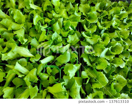 Fresh leaf lettuce sprouts Fresh leaf lettuce sprouts 137613310