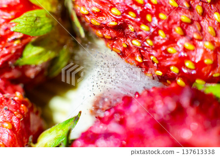 mold on strawberries. The spoiled berry has been covered with black mold mold on strawberries. The spoiled berry has been covered with black mold 137613338
