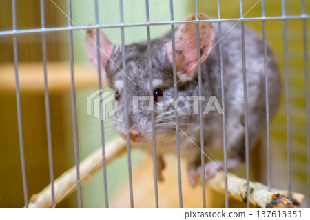 a little cute chinchilla in a cage with close, sad eyes chinchilla 137613351