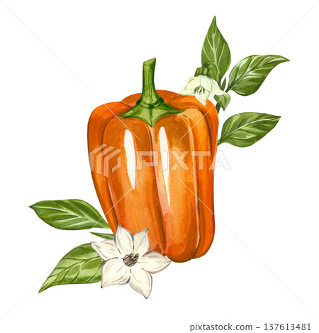 Orange bell pepper with white flowers and green leaves. Hand-painted watercolor illustration. This watercolor illustration is perfect for recipes, blogs, menus, and culinary design. Orange bell pepper with white flowers and green leaves. Hand-painted watercolor illustration. This watercolor illustration is perfect for recipes, blogs, menus, and culinary design. 137613481