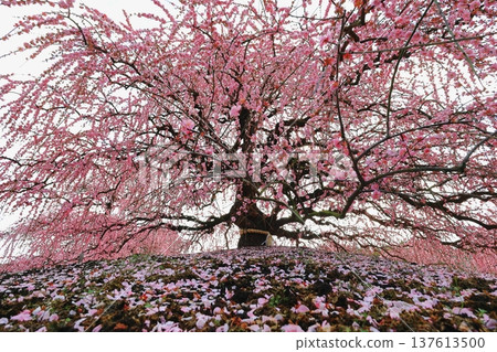 梅花盛開 梅花盛開 137613500