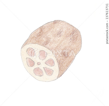 Colored pencil drawing of lotus root Colored pencil drawing of lotus root 137613731