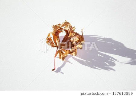 It is a brown maple leaf placed on a white background. It is a brown maple leaf placed on a white background. 137613899
