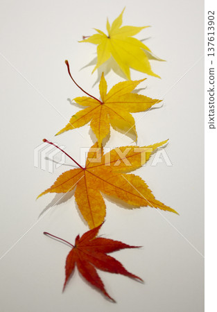 These are maple leaves of various colors. These are maple leaves of various colors. 137613902