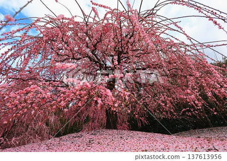 Pink weeping plum blossoms are blooming Pink weeping plum blossoms are blooming 137613956