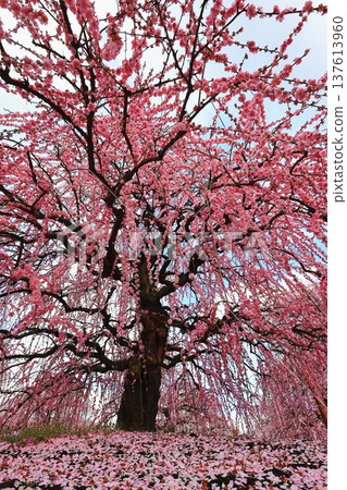Red plum flower Red plum flower 137613960