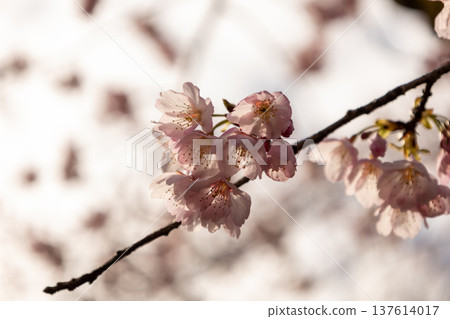三月:安條櫻花盛開。 三月:安條櫻花盛開。 137614017