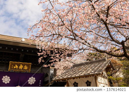 March: Mikkō-in Temple: 70% blooming Angyo cherry blossoms and the temple gate 137614021