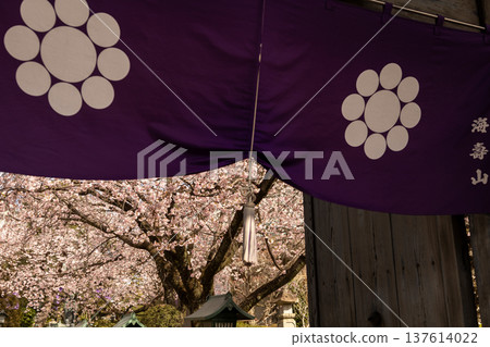 March: Angyo cherry blossoms seen from the hanging curtain at the Sanmon gate of Mikkō-in Temple March: Angyo cherry blossoms seen from the hanging curtain at the Sanmon gate of Mikkō-in Temple 137614022