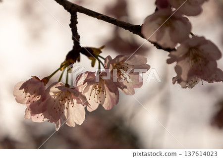 March: Angyo cherry blossoms in full bloom March: Angyo cherry blossoms in full bloom 137614023