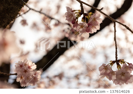 March: Angyo cherry blossoms in full bloom 137614026