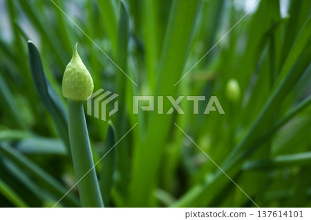 This is a close-up of a green onion. 137614101