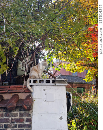 It's a cat climbing on a fence. It's a cat climbing on a fence. 137614265