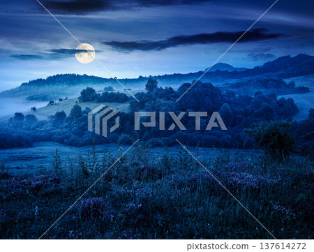 wonderful foggy mountain scenery at night. full moon over mysterious summer landscape of countryside district. picture with purple thyme flowers on grassy field near forested rolling hill in mist 137614272