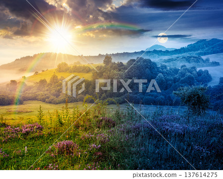amazing foggy mountain scenery. day meet night. sun and moon over lovely summer solstice landscape of countryside. picture with purple thyme flowers on grassy field near forested rolling hill in mist amazing foggy mountain scenery. day meet night. sun and moon over lovely summer solstice landscape of countryside. picture with purple thyme flowers on grassy field near forested rolling hill in mist 137614275