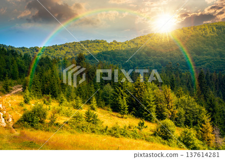 coniferous forest on a steep hillside meadow in summer at sunset. mountain landscape in evening light. beautiful nature scenery. green environment open vista with fir trees near pasture under rainbow 137614281