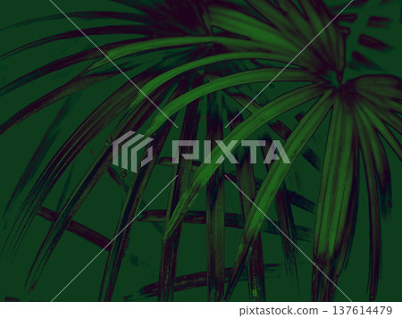 Abstract dark green palm leaf illustration with sharp highlights and deep shadows. Moody tropical foliage design perfect for eco-futurist branding, modern decor, and sophisticated backgrounds. 137614479