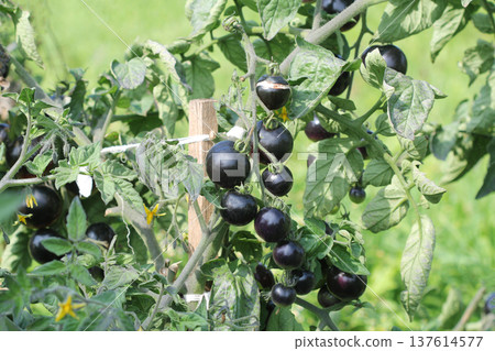 Kumato,  black tomatoes growing on tomato plant 137614577