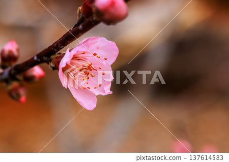 Peach blossom bloom in spring season delicate pink flowers on tree branches 137614583