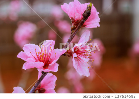 Cherry blossom branch with pink flowers water droplets at spring season in garden 137614592