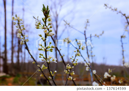 Flowering branches with white blossoms in field during spring Flowering branches with white blossoms in field during spring 137614599
