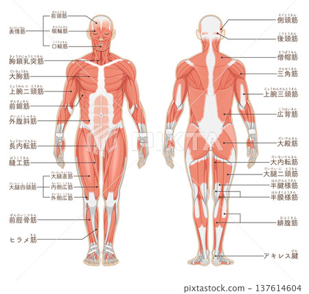 全身肌肉前後部 全身肌肉前後部 137614604
