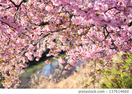 Kawazu cherry blossoms to announce the arrival of spring Kawazu cherry blossoms to announce the arrival of spring 137614660