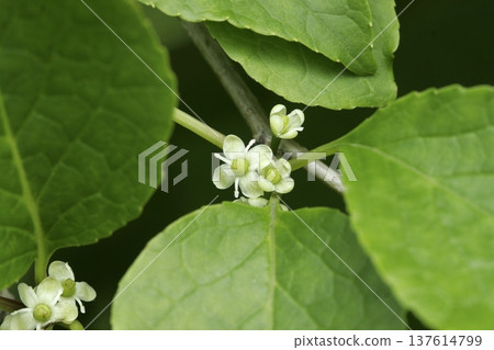 Female flowers of Ilex macropoda in a mixed forest in early summer in Tohoku Female flowers of Ilex macropoda in a mixed forest in early summer in Tohoku 137614799