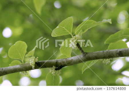 Male flowers of Ilex macropoda (scientific name: Ilex macropoda) in a mixed forest in early summer in Tohoku Male flowers of Ilex macropoda (scientific name: Ilex macropoda) in a mixed forest in early summer in Tohoku 137614800
