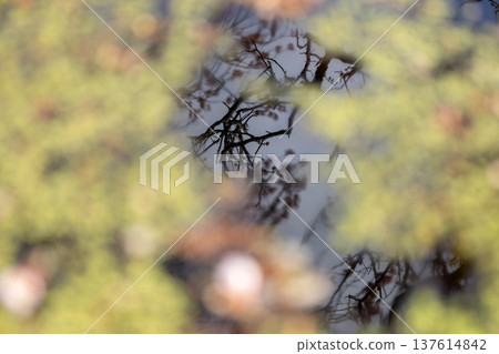 March: Angyo cherry blossoms, 70% in bloom, reflected on the water surface March: Angyo cherry blossoms, 70% in bloom, reflected on the water surface 137614842