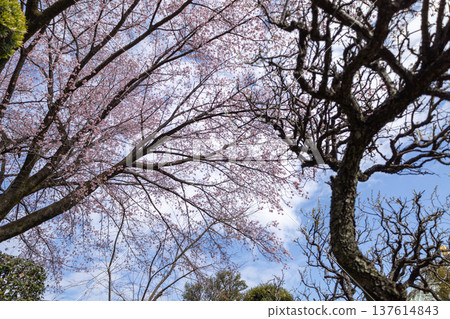 March: Blue skies and 70%-bloomed Angyo cherry blossoms March: Blue skies and 70%-bloomed Angyo cherry blossoms 137614843